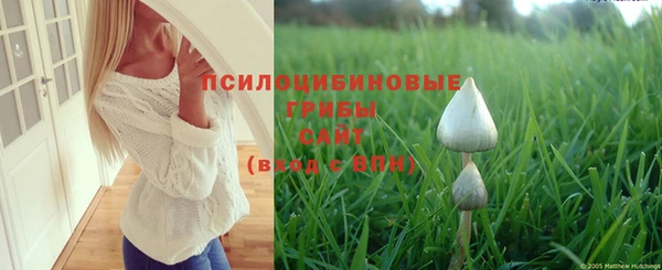 PSILOCYBIN Каменск-Шахтинский